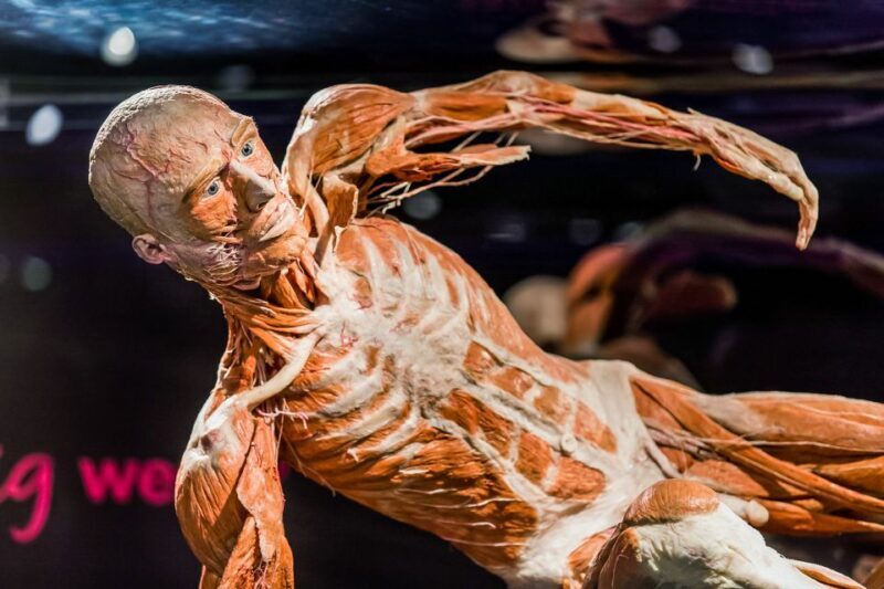 Body Worlds Amsterdam: The Happiness Project Ticket - The Value for Money