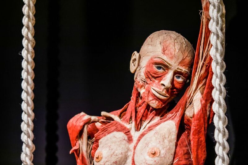 Body Worlds Amsterdam: The Happiness Project Ticket - FAQs
