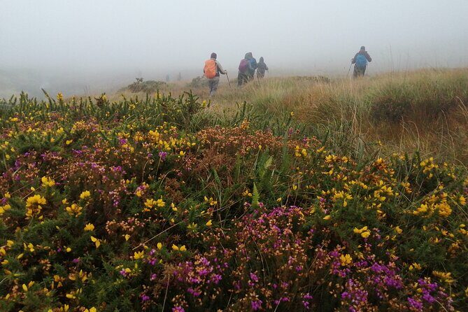 Bog Safari Hike - Traditional Turf Cutting and Biodiversity