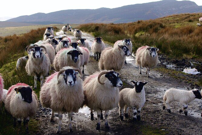 Bog Safari Hike - The Logistics and Experience Details