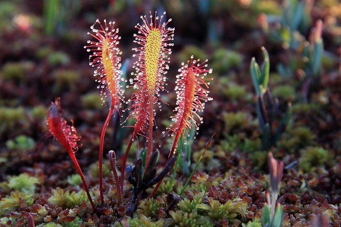 Bog-shoe Hiking Tour - Who Is This Tour Best For?