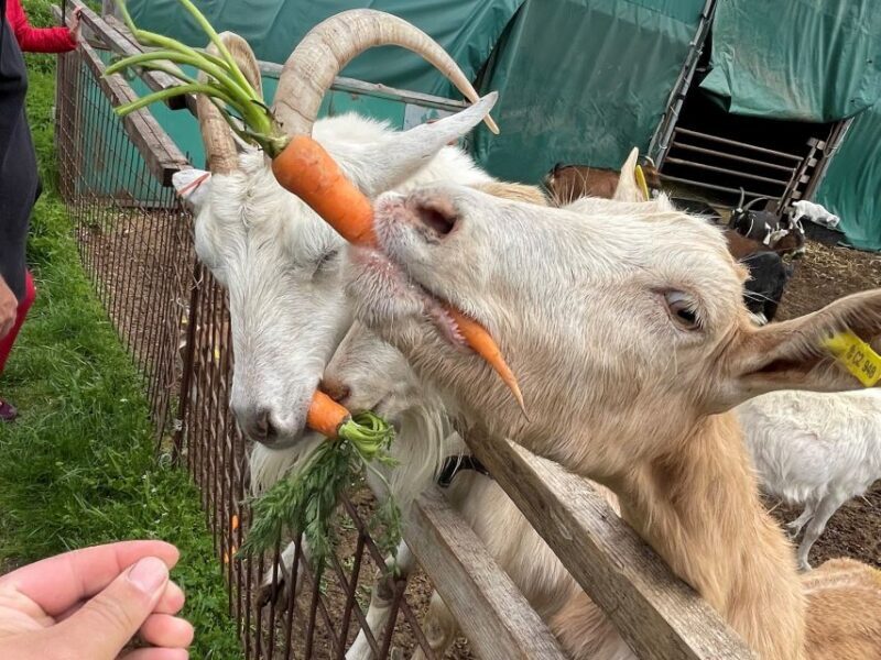 Bohemian Uplands: Garnet panning, Farm & Local Lunch&Beer - Setting the Scene: A Taste of Czech Nature and Culture
