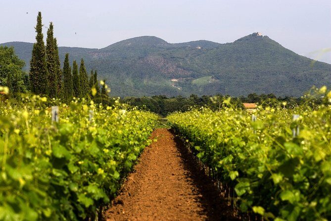 Bolgheri: Classic Wine Tasting with Winery Tour - An In-Depth Look at What to Expect
