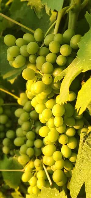 Bolgheri: Guided Walking Tour of the Village - Key Points