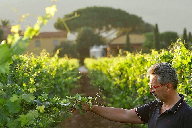 Bolgheri: Premium Wine Tasting with Winery Tour - Who Should Consider This Tour?