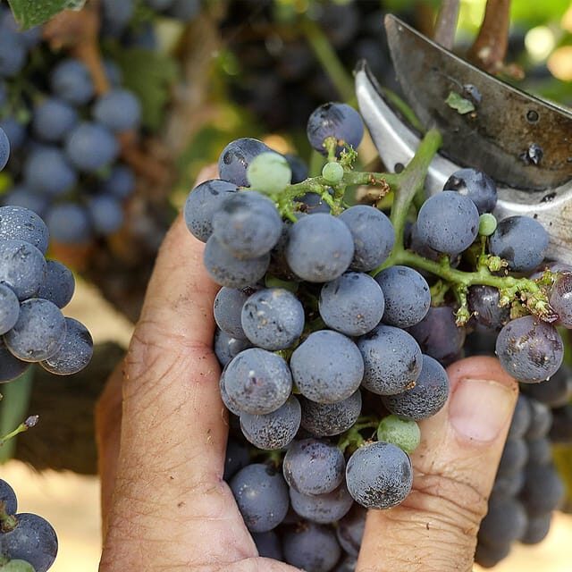 BOLGHERI: Vertical Wine-tasting at Terre del Marchesato - Practical Details and Tips