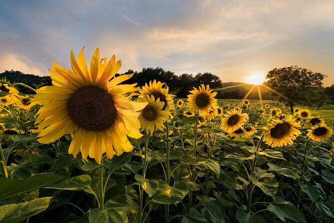 Bologna Surroundings Photo Tour: Rolling Hills and Badlands - Who Should Consider This Tour?