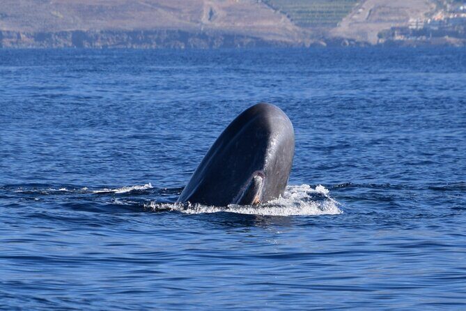 Bonadea II Ecological Whale Watching, 2 hours - Key Points:
