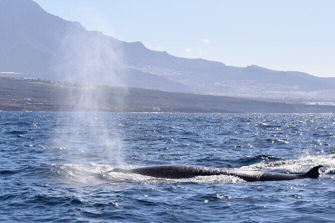 Bonadea II Ecological Whale Watching, 2 hours - What We Loved from the Reviews