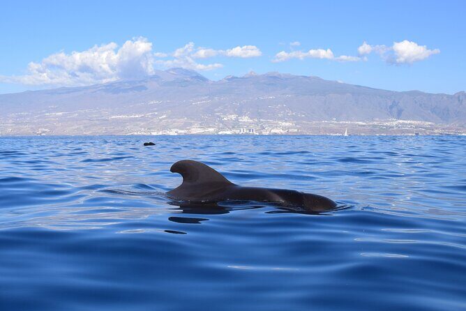 Bonadea II Ecological Whale Watching, 2 hours - Wrapping Up: Is It Worth It?