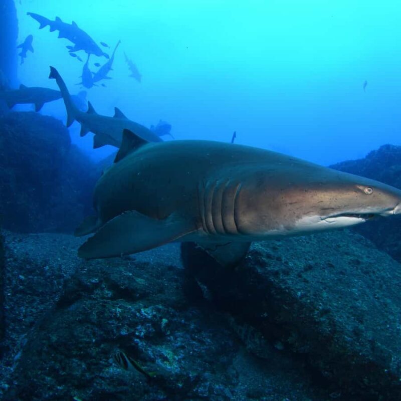 Bondi: Shark Dive at Bushrangers Bay for Certified Divers - Key Points