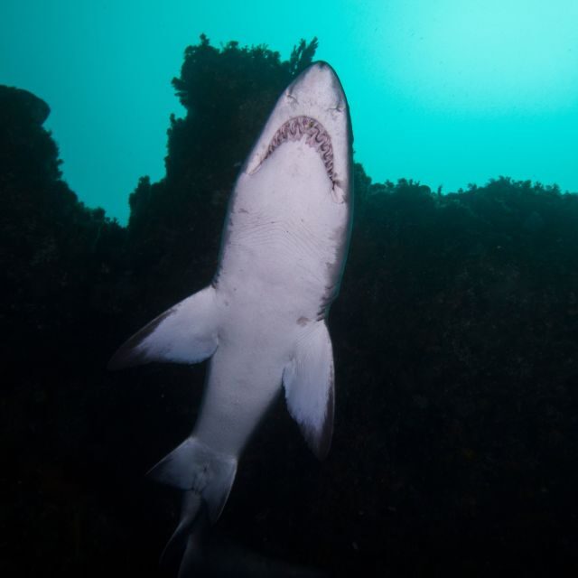 Bondi: Shark Dive at Bushrangers Bay for Certified Divers - Considerations & Who It’s Best For