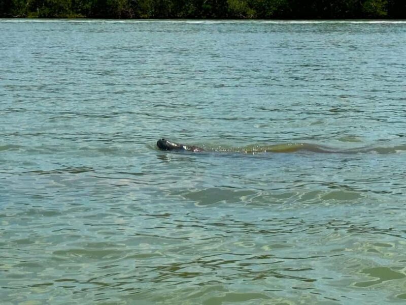 Bonita Springs Clear Kayak Tour with Dolphins & Manatees - Why This Tour Stands Out