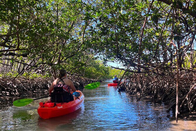 Bonita Springs Eco Kayak Tour  Best Gear, Premium&Clear Kayaks - Key Points