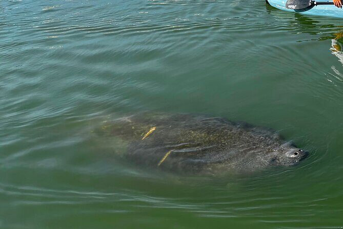 Bonita Springs Eco Kayak Tour  Best Gear, Premium&Clear Kayaks - What You Can Expect from the Tour