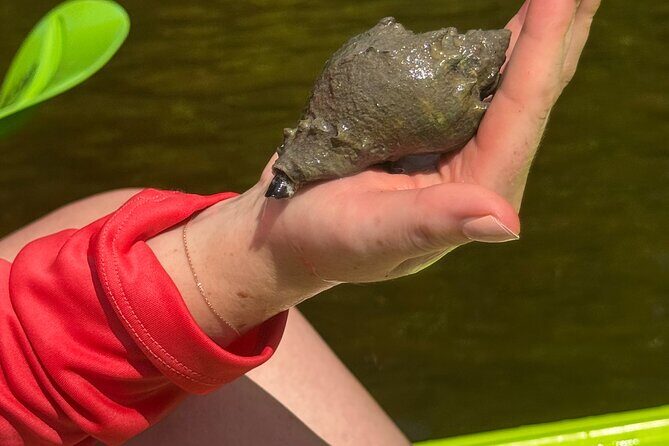 Bonita Springs Eco Kayak Tour  Best Gear, Premium&Clear Kayaks - Who Is This Tour Best Suited For?