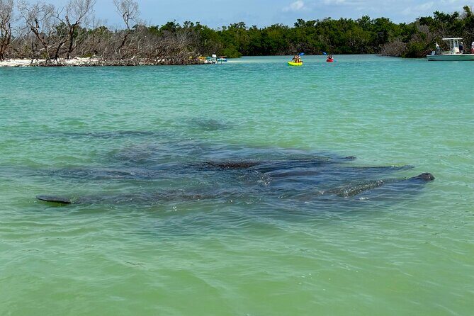 Bonita Springs Eco Kayak Tour  Best Gear, Premium&Clear Kayaks - The Sum Up: Is It Worth It?