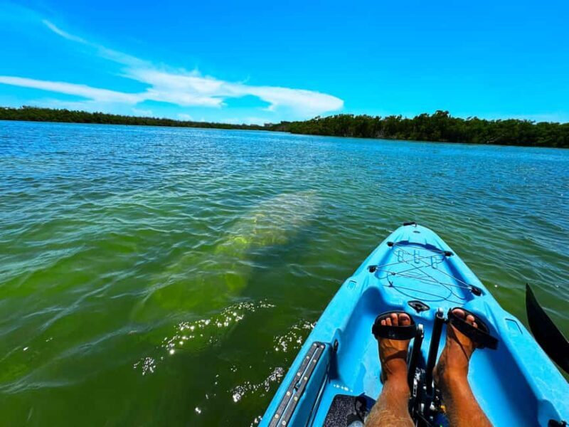 Bonita Springs: Kayak Tour with Manatees, Dolphins Sightings - Key Points