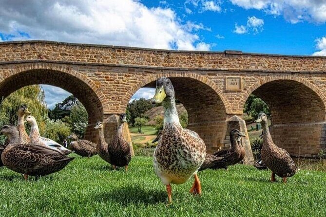 Bonorong Wildlife Park and Richmond Afternoon Tour from Hobart - FAQs