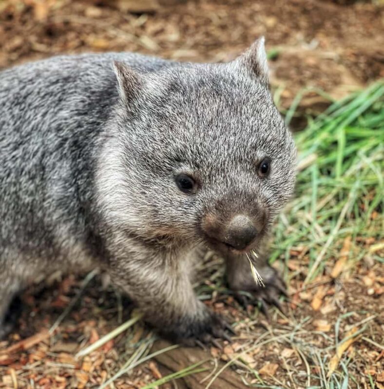 Bonorong Wildlife Sanctuary Half-Day Tour from Hobart - Key Points