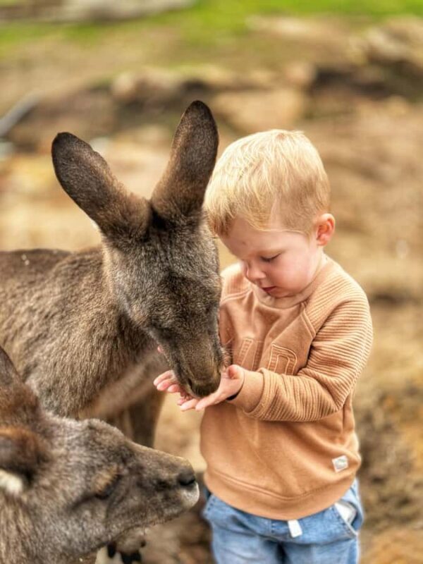 Bonorong Wildlife Sanctuary Half-Day Tour from Hobart - Who Should Consider This Tour?