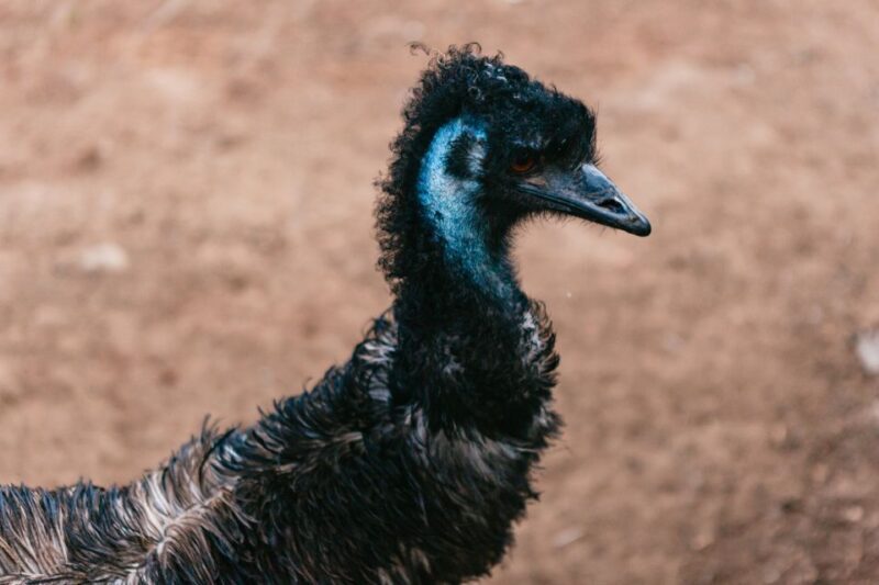 Bonorong Wildlife Sanctuary Half-Day Tour from Hobart - FAQ