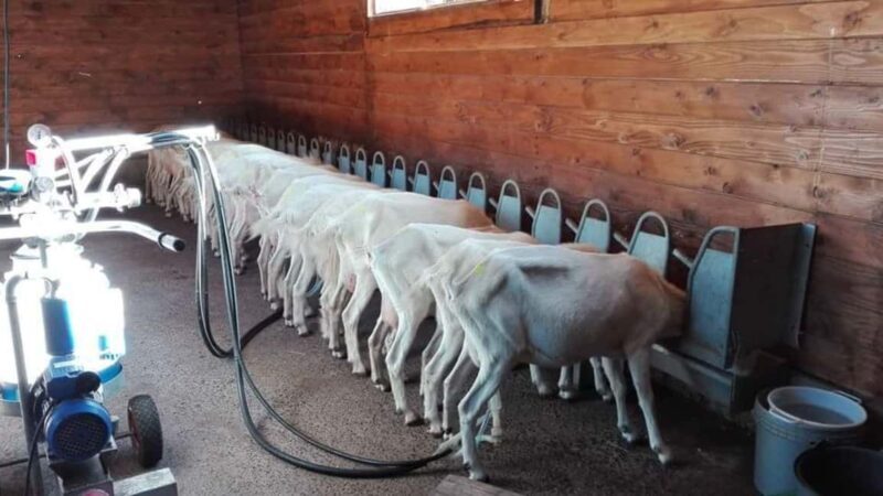 Bonorva: discover a farm with traditional lunch - Who Should Consider This Tour?