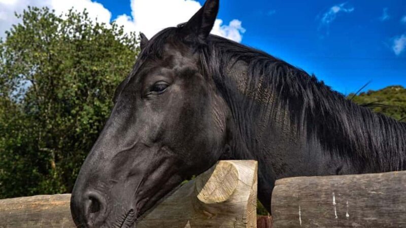 Bonorva: discover a farm with traditional lunch - FAQ