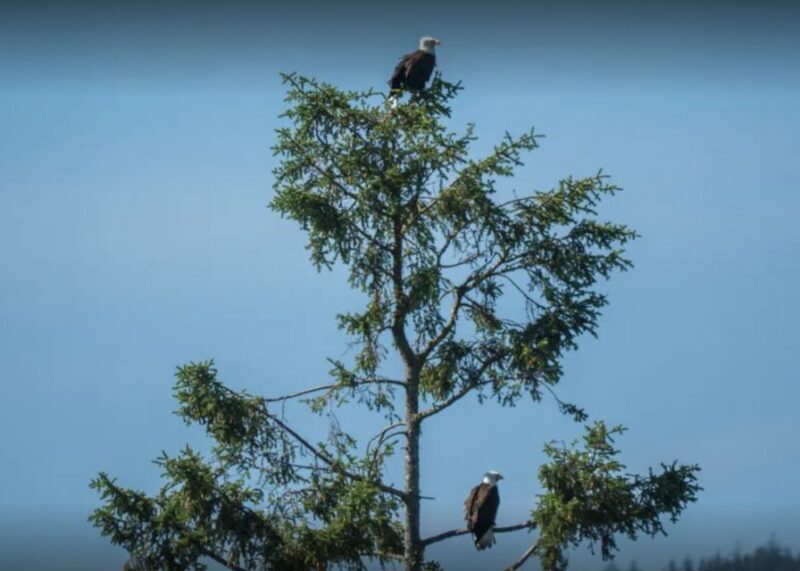 Boothbay: Lighthouses & Islands Harbor Cruise - Discover the Charm of Boothbay: Lighthouses & Islands Harbor Cruise