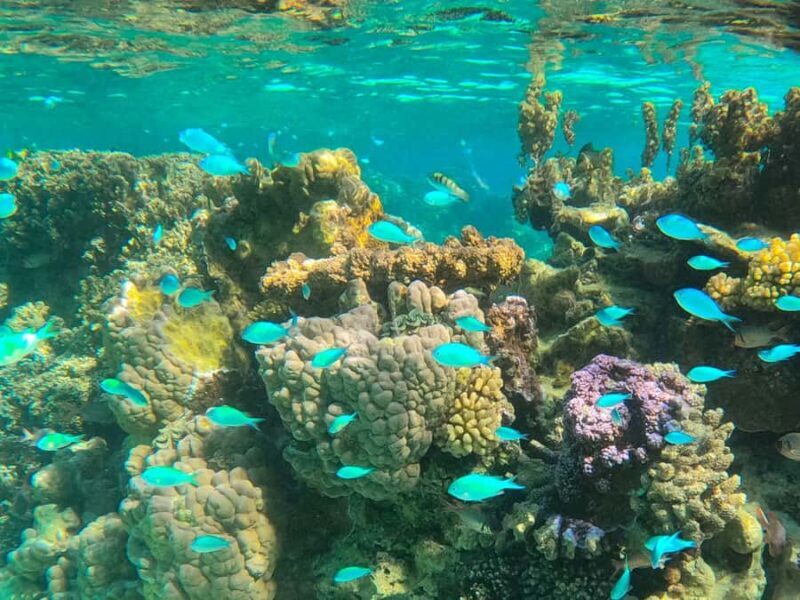 Bora Bora: 1/2 day lagoon safari - Shared tour - Key Points