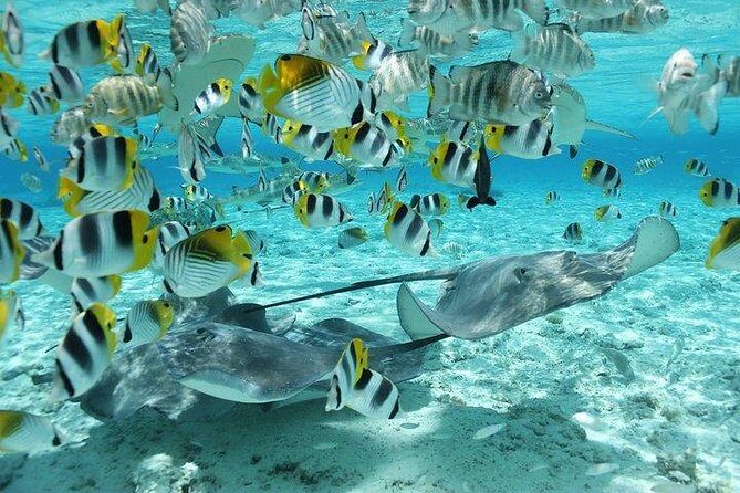 Bora Bora 4WD Tour & Eco Shark & Ray Snorkel Cruise - FAQs