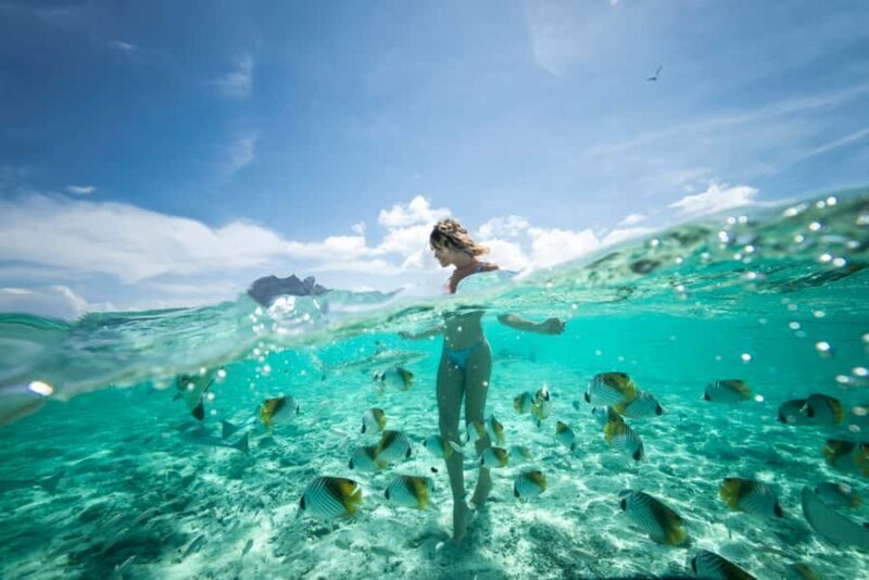 Bora Bora: Eco Shark and Snorkeling Safari - Key Points