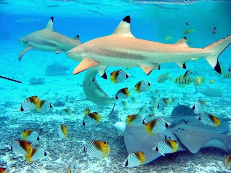 Bora Bora: Eco Shark and Snorkeling Safari - FAQs