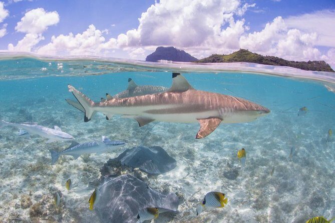 Bora Bora Eco Snorkel Cruise Including Snorkeling with Sharks and Stingrays - The Slight Downsides