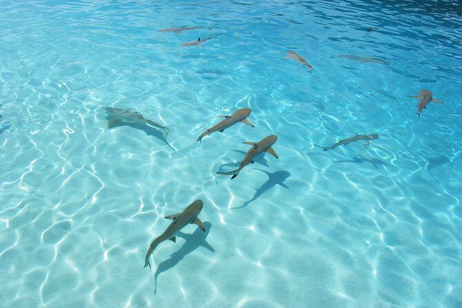 Bora Bora Eco Snorkel Cruise Including Snorkeling with Sharks and Stingrays - FAQ