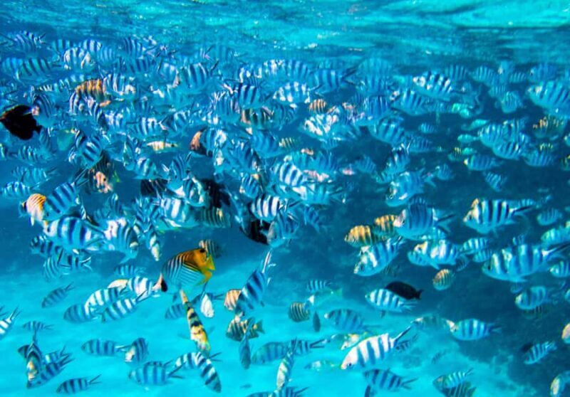 Bora Bora: Full-Day Lagoon Snorkelling Tour - Bora Bora: Full-Day Lagoon Snorkelling Tour