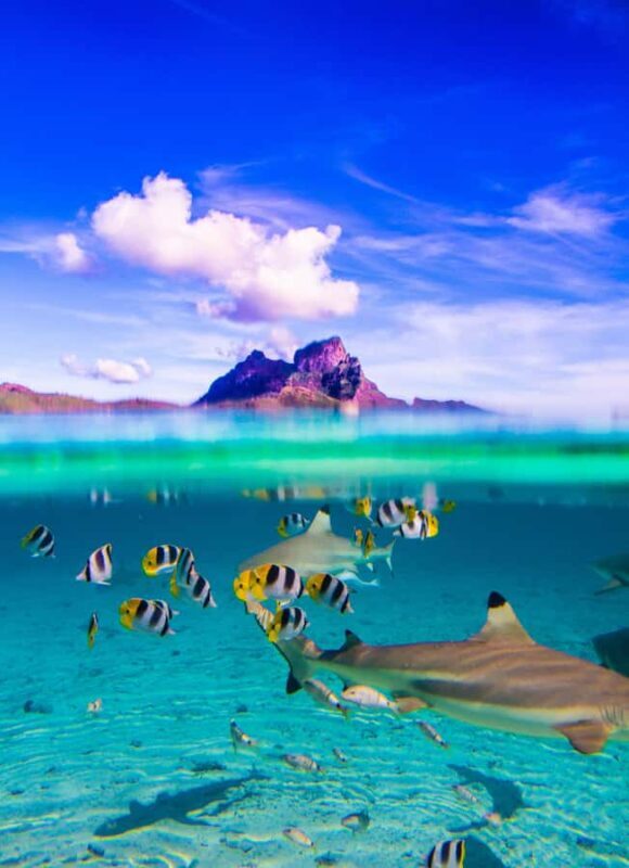 Bora Bora: Full-Day Lagoon Snorkelling Tour - The Value of the Tour