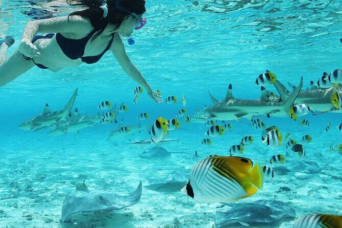 Bora Bora Full Day Snorkeling with Lunch - Who Will Love This Tour
