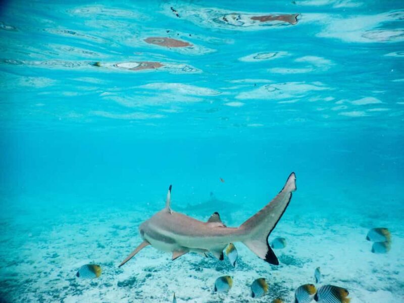 Bora Bora: Half-Day Lagoon Snorkelling Tour - Practical Details and Tips