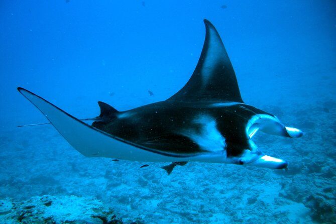 Bora Bora Jet Ski Tour, & Eco Shark / Ray Snorkel Cruise - The Value of the Tour