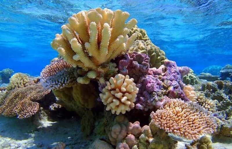 Bora Bora: Lagoon Snorkeling Half-Day Private Boat Tour - Real Traveler Insights