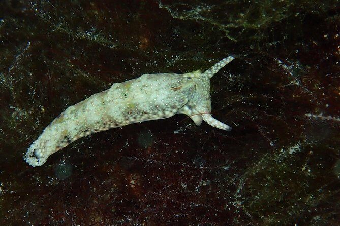 Bora Bora Lagoon Snorkeling Tour by Private Boat - Final Thoughts