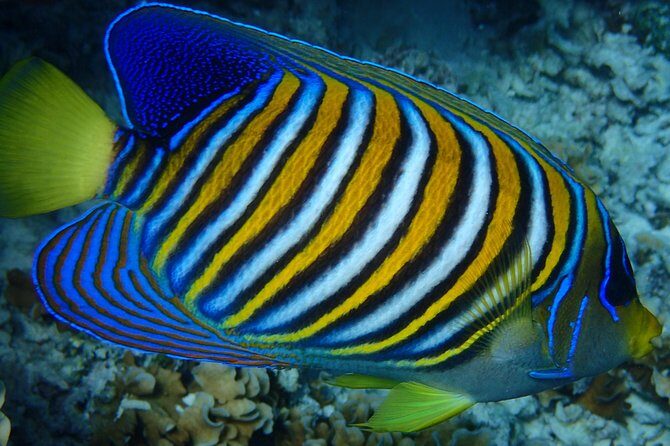 Bora Bora: Luxury Private Half Day Snorkeling Tour - The Experience of the Boat and Comfort