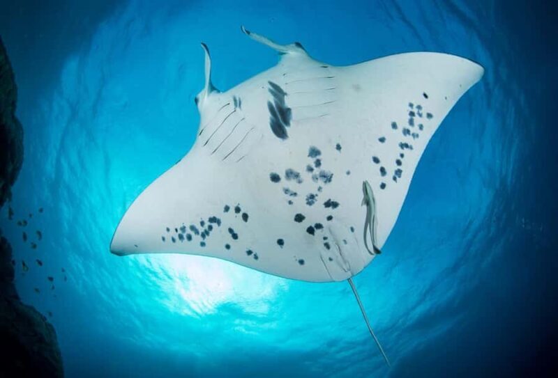 Bora Bora: Morning 2 tank dive for certified divers - Exploring Bora Bora’s Underwater World: A Deep Dive into the 2 Tank Certified Divers Tour