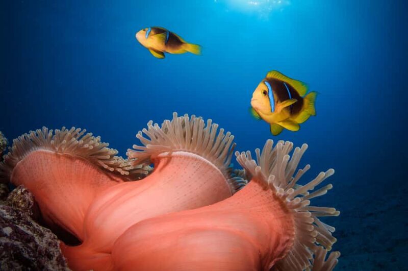 Bora Bora: Romantic Dive for Two People (Beginners) - Key Points