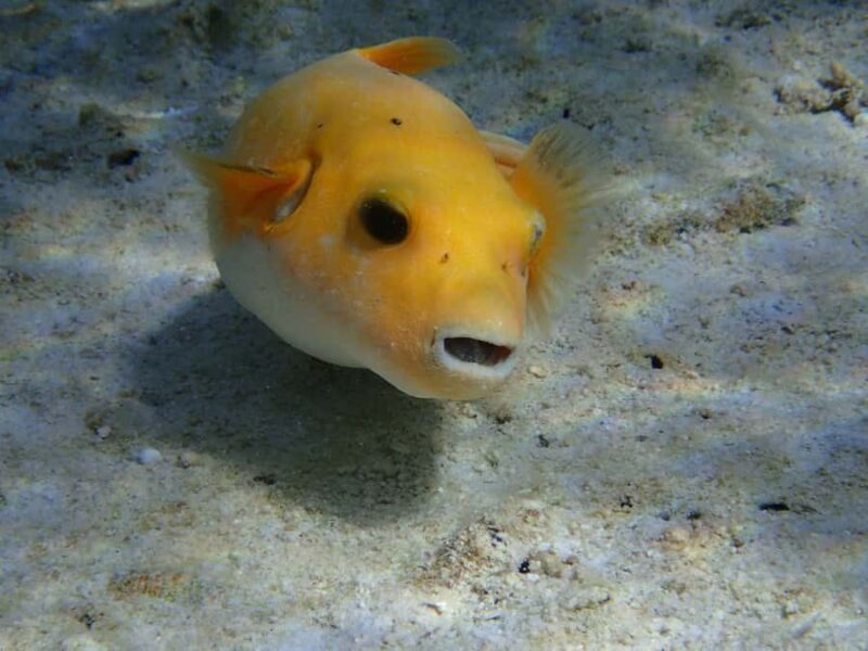 Bora Bora: Small Group Snorkeling Boat Tour with Pickup - Key Points