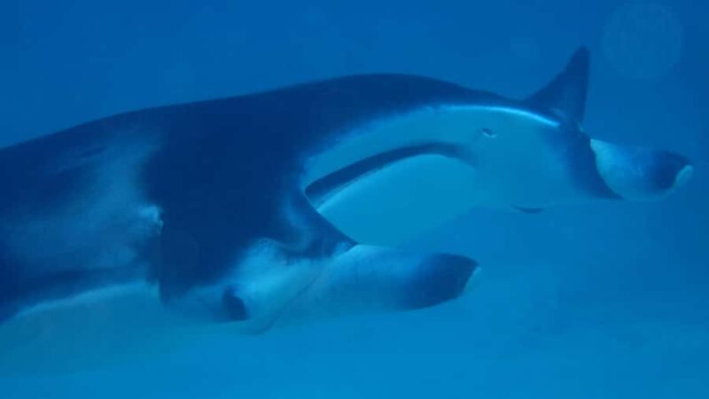 Bora Bora: Small Group Snorkeling Boat Tour with Pickup - Exploring the Experience