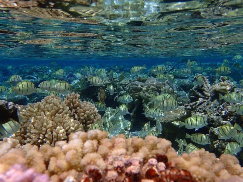 Bora Bora: Small Group Snorkeling Boat Tour with Pickup - Final Thoughts