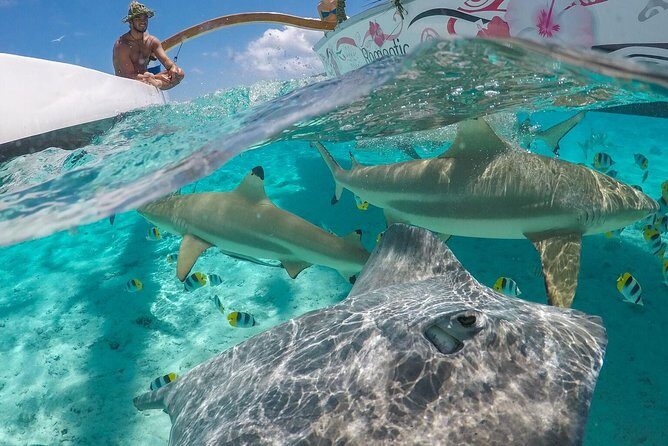 Bora Bora Snorkel Cruise by Polynesian Outrigger Canoe with BBQ Island Lunch - Key Points