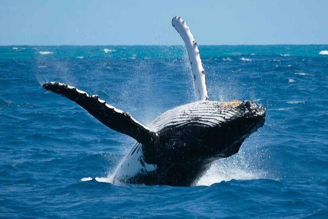 Bora Bora Whale Watching - Key Points